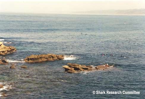 shark attacks helicopter. Unprovoked White Shark Attacks